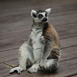 ワオキツネザル ｜ 長崎バイオパーク - ZOOっと近くにふれあえる